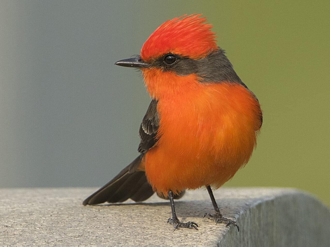 Vermilion Flycatcher