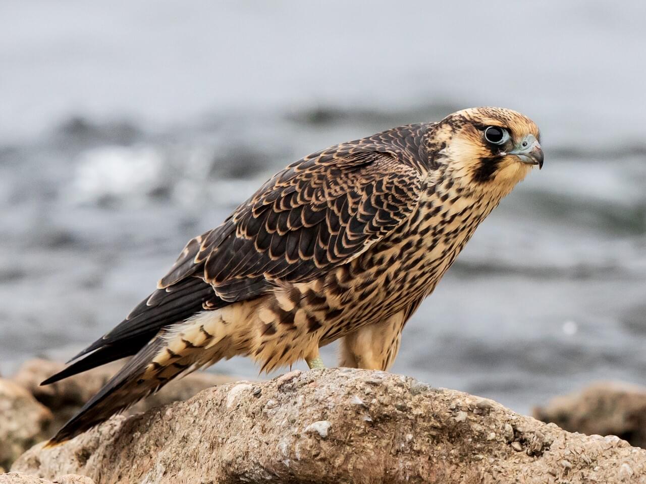 Peregrine Falcon