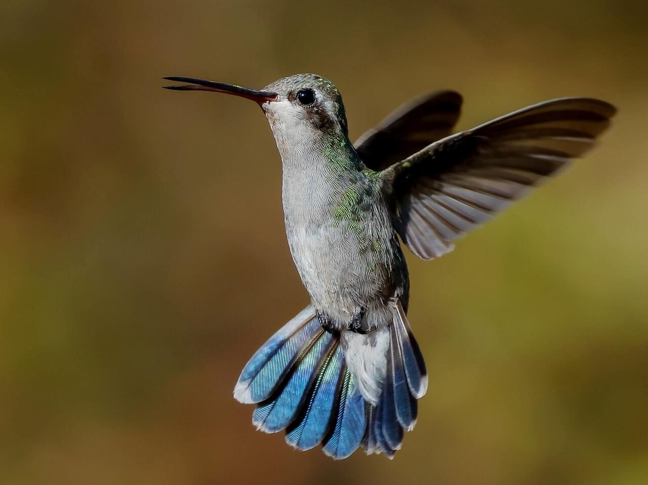 Broad-billed Hummingbird