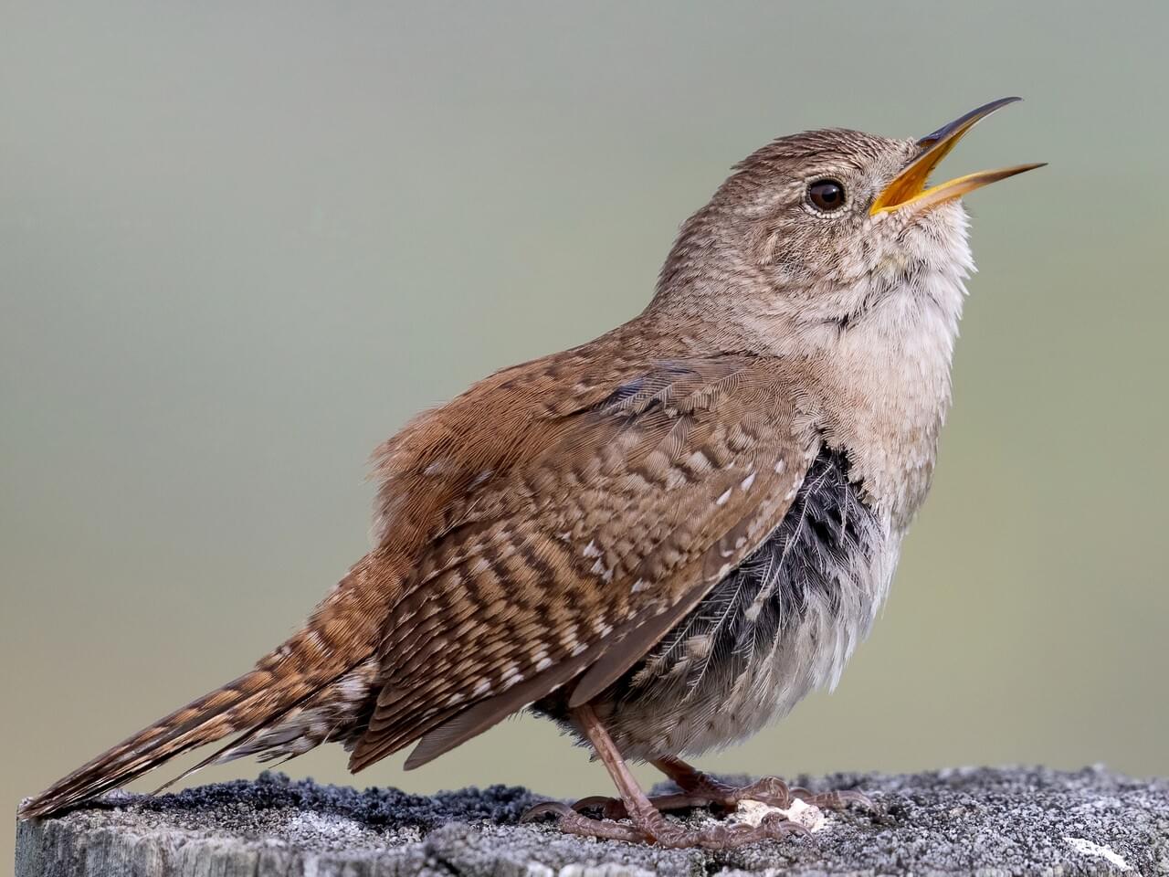 House Wren