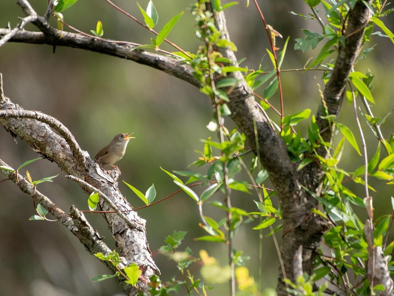 House Wren