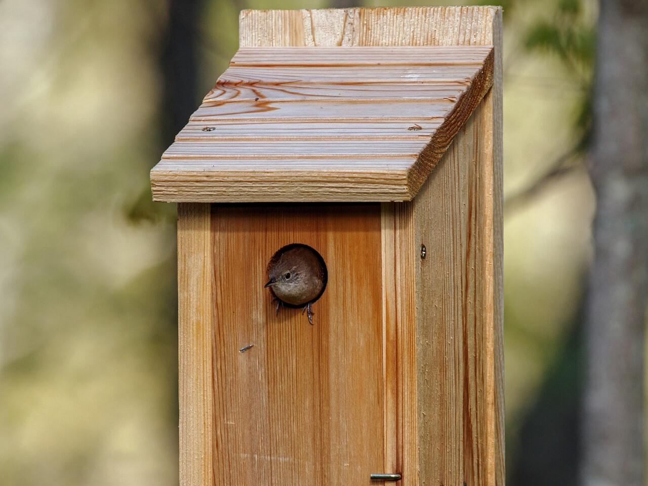 House Wren