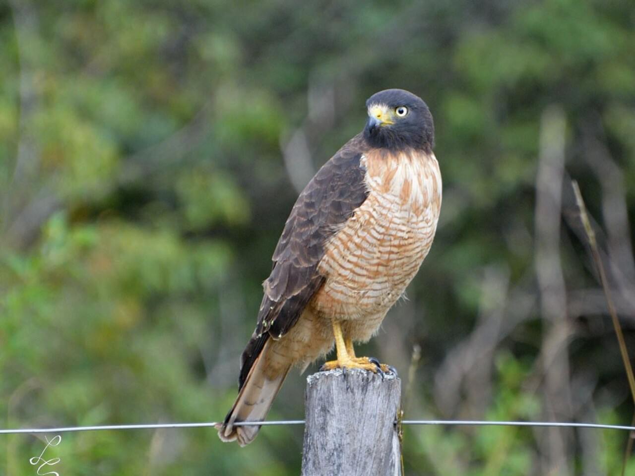 Roadside Hawk