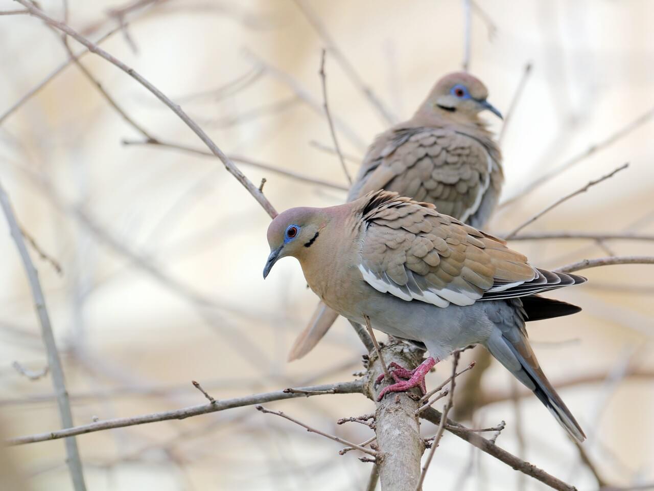 White-winged Dove