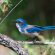 California scrub-jay