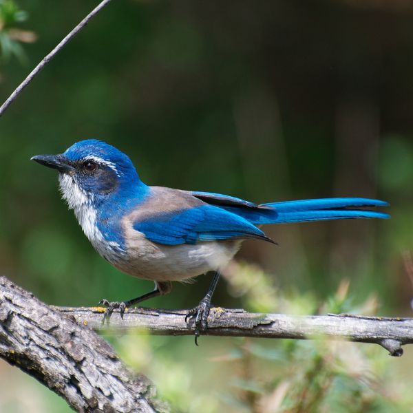 California scrub-jay