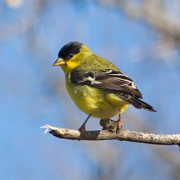 Lesser goldfinch