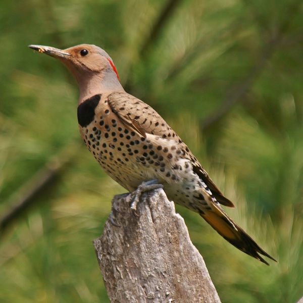 Northern flicker