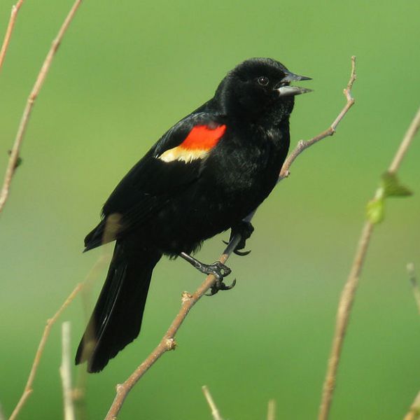 Red-winged blackbird