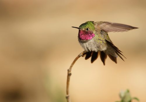 Broad-tailed hummingbird