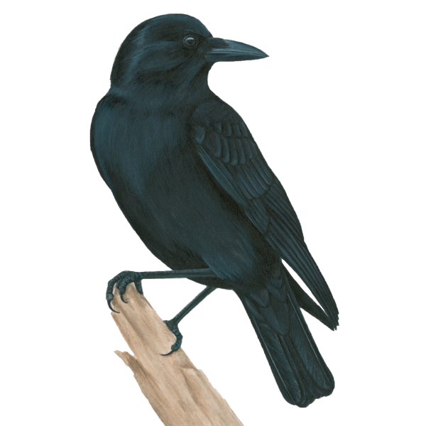 American crow