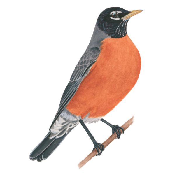 American robin