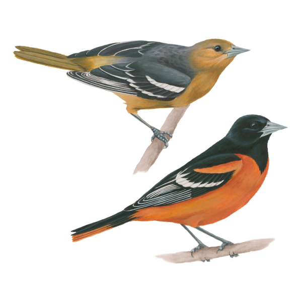Baltimore oriole