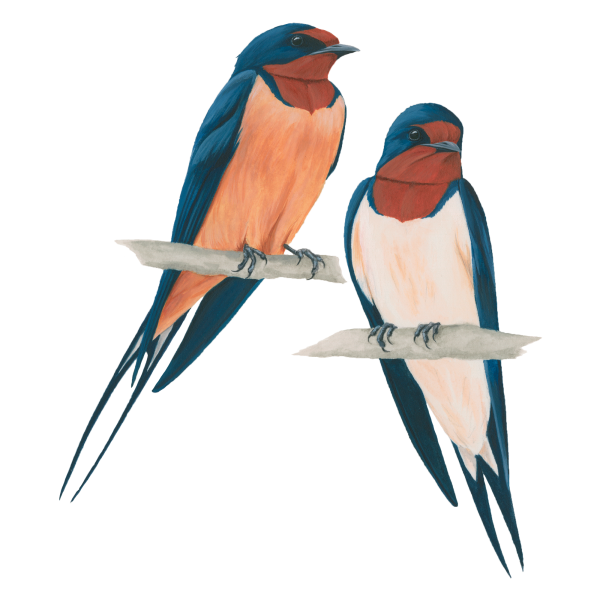 Barn swallow