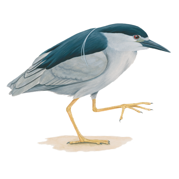 Black-crowned night heron