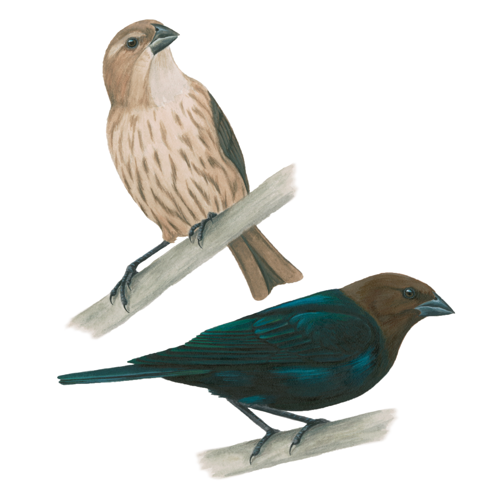 Brown-headed cowbird