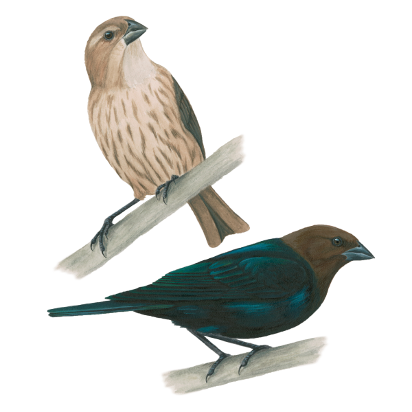 Brown-headed cowbird