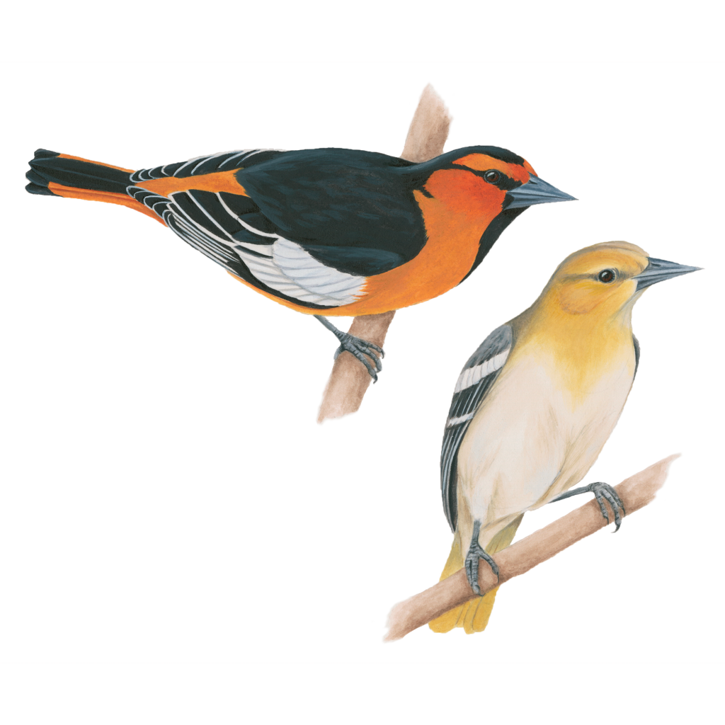 Bullocks oriole