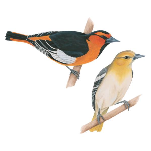 Bullocks oriole