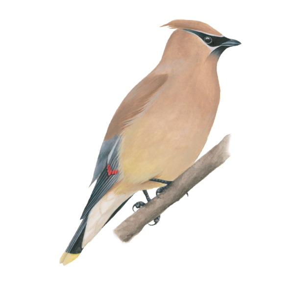 Cedar waxwing