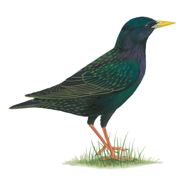 European starling
