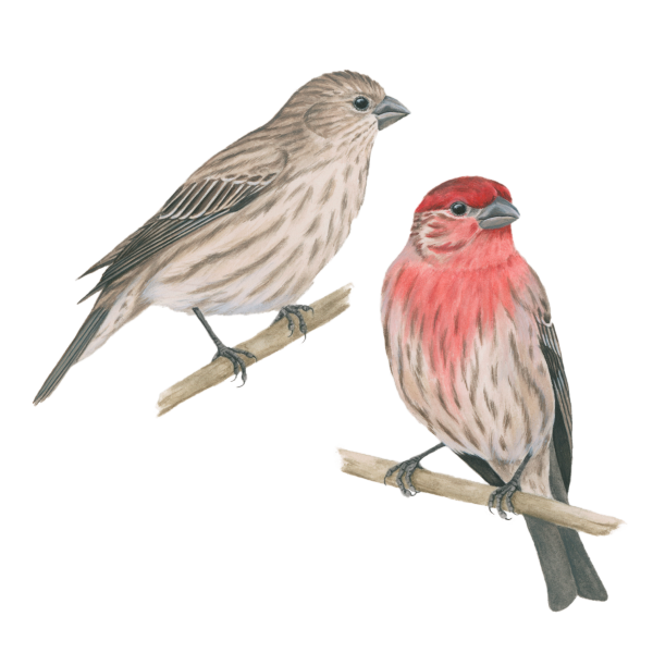 House finch