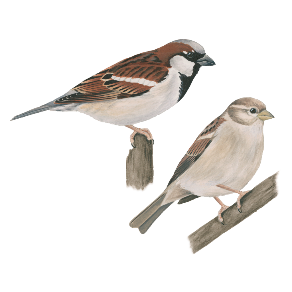 House sparrow