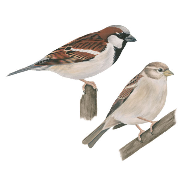 House sparrow