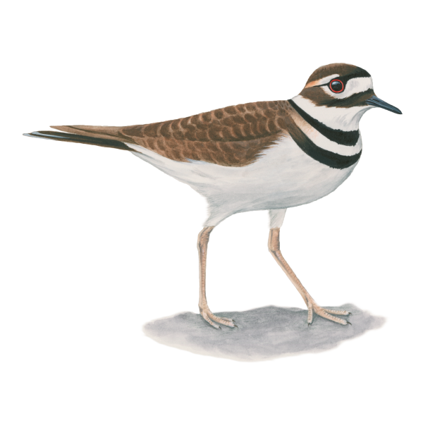 Killdeer