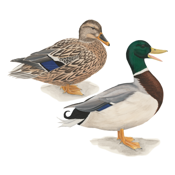 Mallard