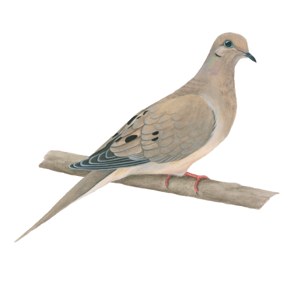Mourning dove