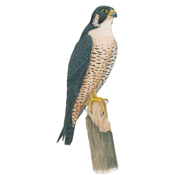 Peregrine falcon