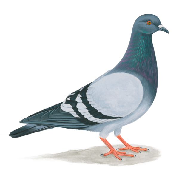 Rock pigeon